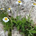 Achillea oxylobaFlower