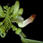 Polygala venenosa Λουλούδι