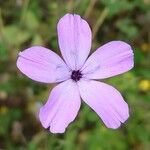 Dianthus pungens Blüte