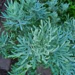 Artemisia arborescens Leht