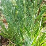 Senecio serpens Blad