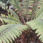 Encephalartos pterogonus पत्ता