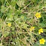 Ranunculus sardous Habit