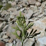 Cryptogramma crispa Leaf