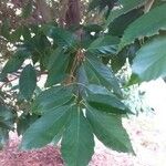 Quercus glauca Folha