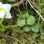 Moneses uniflora Leaf