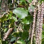 Garrya elliptica Leaf