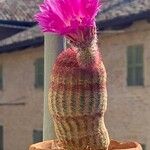 Echinocereus rigidissimus 叶