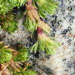 Alchemilla holosericea Leaf