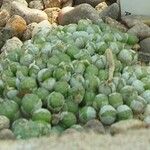 Conophytum ectypum Ďalší