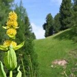 Gentiana luteaFlor