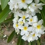 Plumeria alba L.Blomma