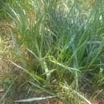 Elymus pungens Leaf