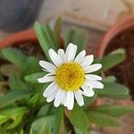 Leucanthemum maximumКвітка