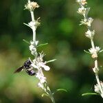 Teucrium creticum Kukka