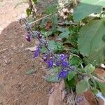 Coleus barbatus Õis