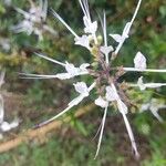 Orthosiphon aristatus Květ