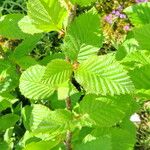 Betula medwediewii Hoja