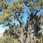 Pinus edulis Hábito