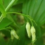 Polygonatum latifolium Blüte