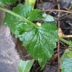 Agastache urticifolia List