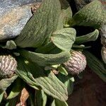Valeriana pycnantha Φύλλο