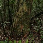 Bobgunnia fistuloides Corteza