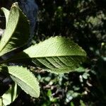 Cleidion lochmios Leaf