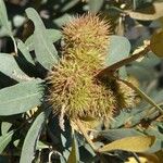 Chrysolepis sempervirens Fruit