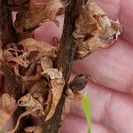 Orobanche flava Fruit