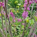 Cercis chinensis Flower