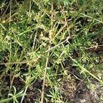 Galium tricornutum Blatt