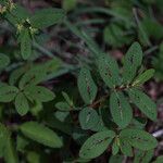 Euphorbia hyssopifolia Blatt