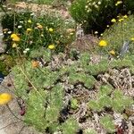 Cotula hispida Flor