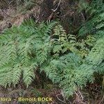 Culcita macrocarpa 形態