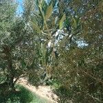 Olea europaeaFolha