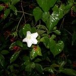 Ipomoea alba Habitatea