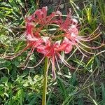 Lycoris radiata Çiçek