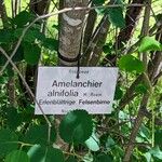 Amelanchier alnifolia Kůra
