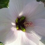 Malva subovata Flower