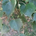 Tilia mongolica Feuille