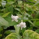 Asystasia intrusa Kwiat
