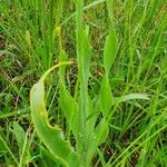 Albuca abyssinica 葉