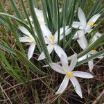 Leucocrinum montanum Flower