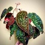 Begonia chlorosticta 葉