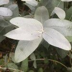 Eucalyptus cinerea Leaf