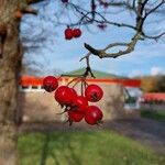 Sorbus intermedia Fruit