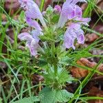 Lamium garganicum Costuma