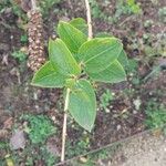 Coriaria myrtifolia Folha