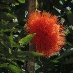 Brownea rosa-de-monte Flower